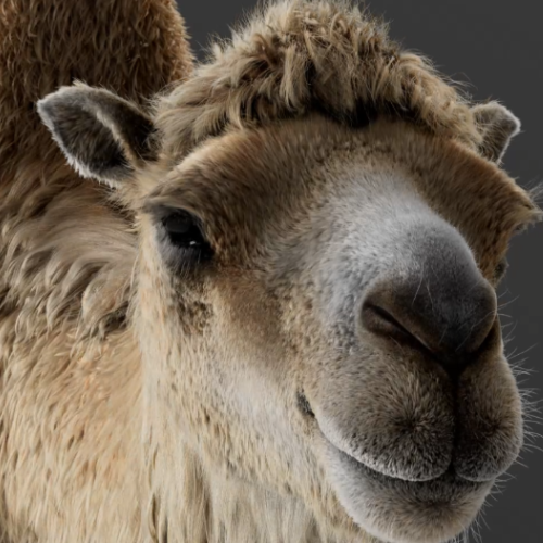 Bactrian Camel