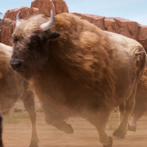 Buffalo